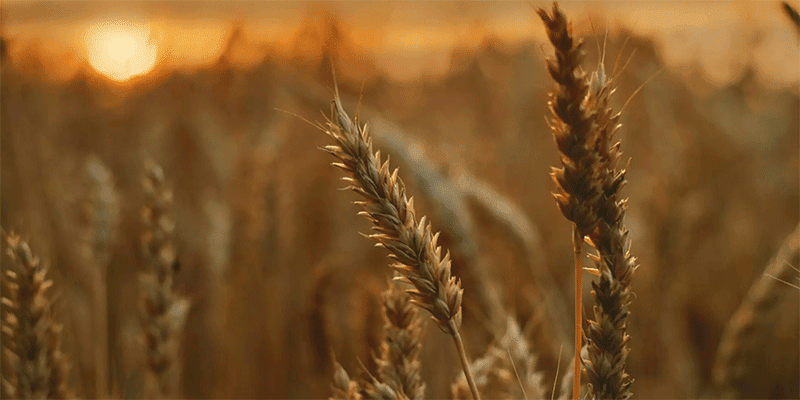 Agricultores-acusan-que-no-se-les-respeta-el-precio-internacional-del-trigo